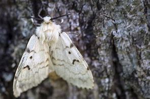 Image result for "gypsy-moth"