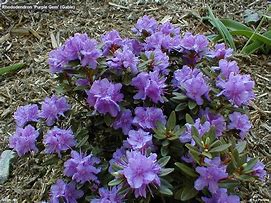 Image result for Purple Gem Rhododendron