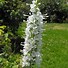 Image result for Veronica spicata Icicle