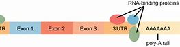 Image result for Exon 1 vs 5