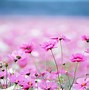 Image result for Most Beautiful Scenery Flowers