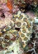 Image result for Octopus Creature