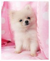 Image result for Pink Teacup Pomeranian