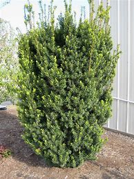 Image result for Taxus media Hicksii