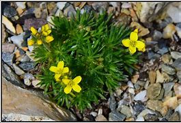 Image result for Draba rigida