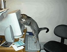 Image result for Funny Computer Cat