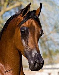 Image result for Over Bread Arabian Horse