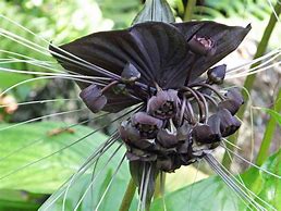 Image result for Bat Flower