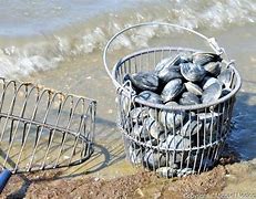 Image result for Raking for Clams