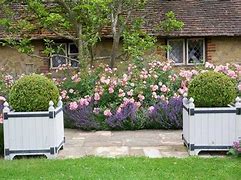 Image result for French Lavender and Rose Garden