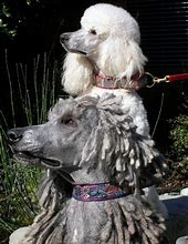 Image result for Corded Silver Standard Poodle