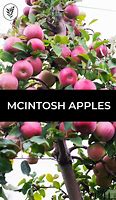 Image result for McIntosh Apple