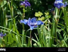 Image result for Iris sibirica Vi Luihn