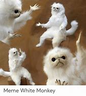 Image result for Taxidermy White Monkey Meme