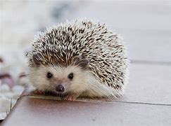 Image result for Baby Hedgehog Facts