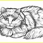 Image result for Sketsa Gambar Kucing