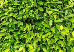 Image result for Bush Texture