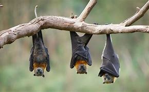 Image result for Bat Holding onto Branch