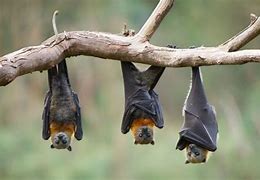 Image result for Bat On Branch