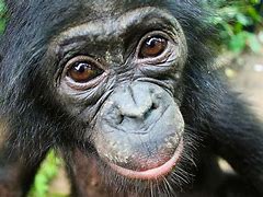 Image result for Bonobo Ears