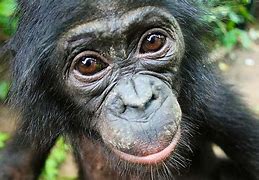 Image result for Bonobo Bug
