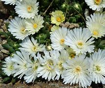 Image result for Delosperma White Nugget