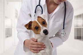 Image result for Dog Doctor