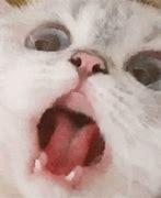 Image result for Cat Screaming Face Meme