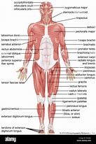 Image result for anterior