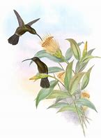 Image result for Threnetes Trochilidae