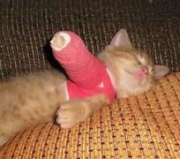 Image result for Injured Cat Paw