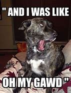 Image result for Google Search Funny Dog Memes