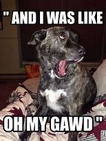 Image result for Super Funny Dog Memes