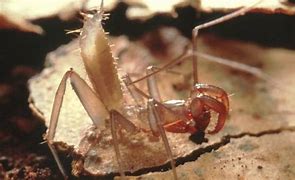 Image result for What's a Spricket