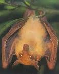 Image result for Fruit/Fruit Bat
