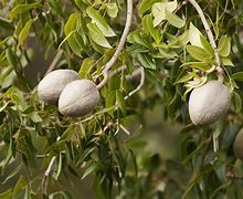 Image result for Swietenia Mahagoni