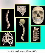 Image result for 36 Foot Tall Human Skeleton