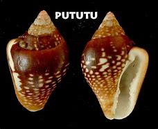 Image result for Ducula Columbidae