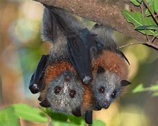 Image result for Fruit Bat Flying