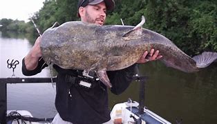 Image result for Big Flathead Catfish