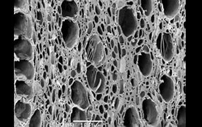 Image result for Activated Carbon Microscope