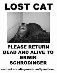 Image result for Lost Cat in Turkey Meme