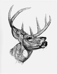 Image result for Whitetail Deer Pencil Drawings