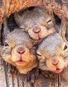 Image result for Cute Fluffy Squirrels