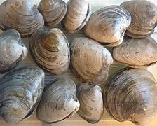 Image result for Black Quahog