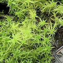 Image result for Live Sphagnum Moss