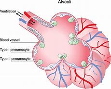 Image result for alveolar