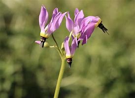 Image result for Shooting Star Plant