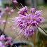 Image result for Allium virgunculae var. kiiense