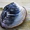 Image result for All Types of Clams